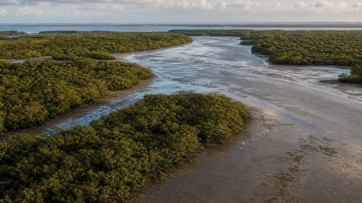 Manguezal costeiro visto do alto com canais de maré e vegetação densa.