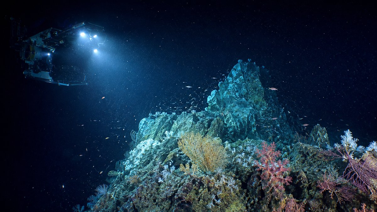 Corais e monte submarino iluminados pela luz de um robô submersível — expedição no Atlântico Sul