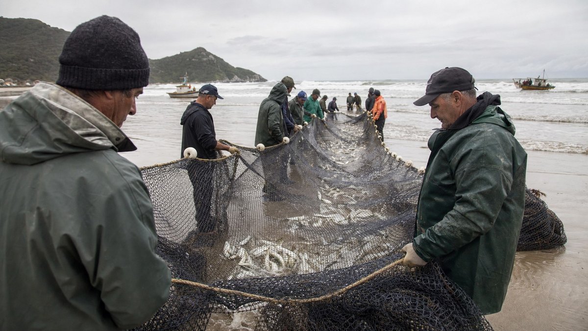 Tainha no limite: arrasto de praia passa de 80% da cota em Santa Catarina